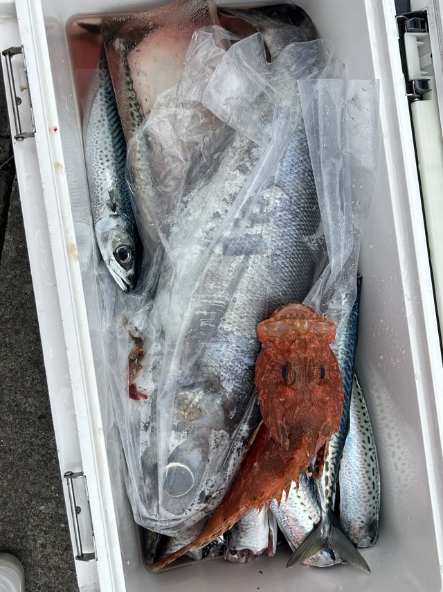 サバ(マサバ)・オニカサゴ