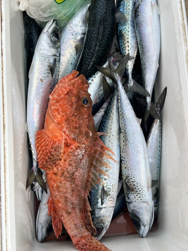 サバ(マサバ)・オニカサゴ