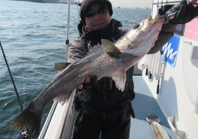 シーバス(スズキ)