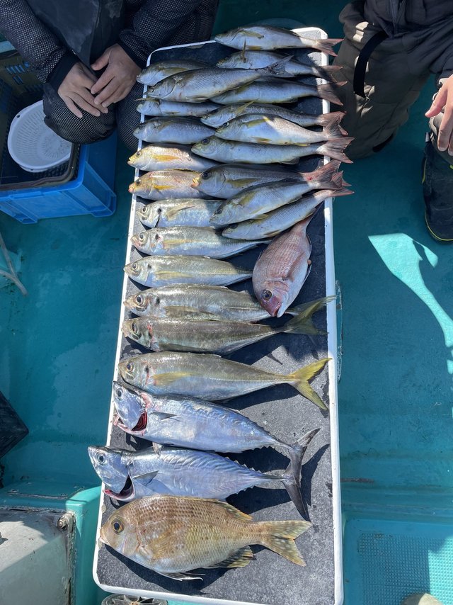 マアジ・メイチダイ・ヤイトガツオ(スマ)