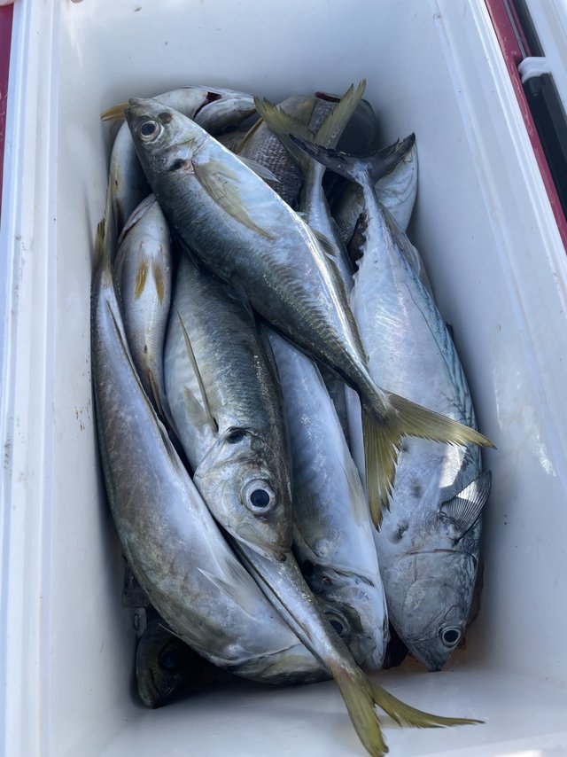 マアジ・ヤイトガツオ(スマ)