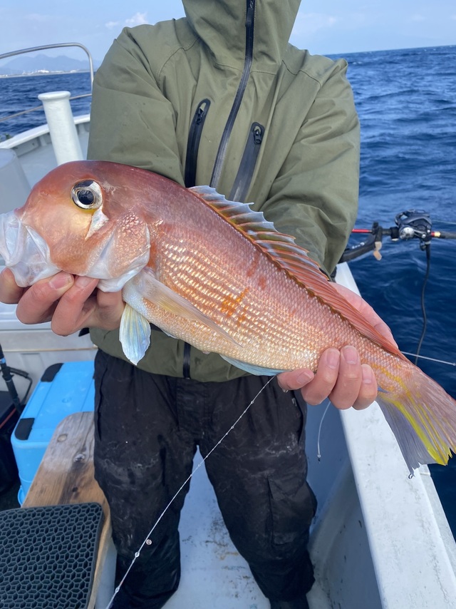 アマダイ(アカアマダイ)