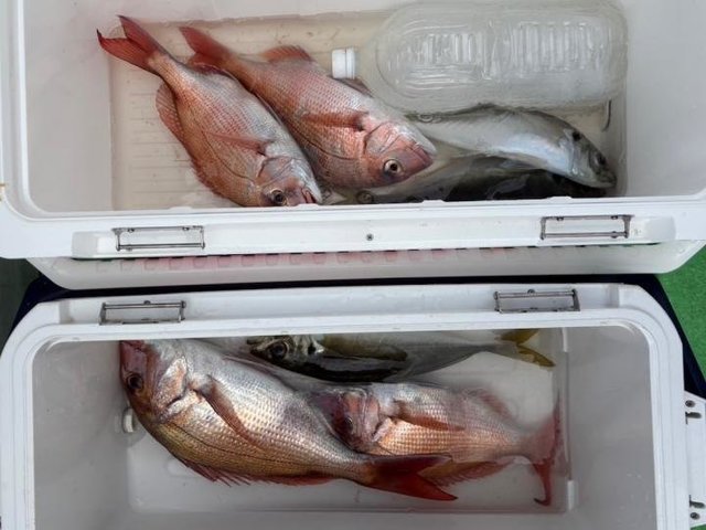 マダイ・アジ(マアジ)