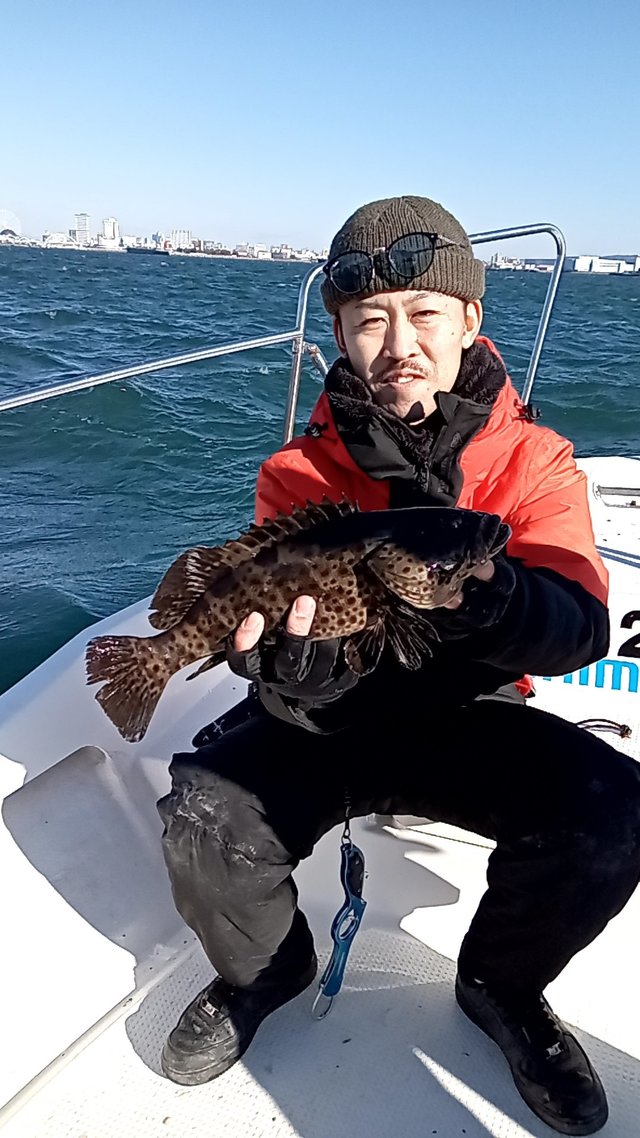 チャイロマルハタ