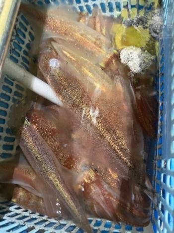 マイカ(ケンサキイカ)