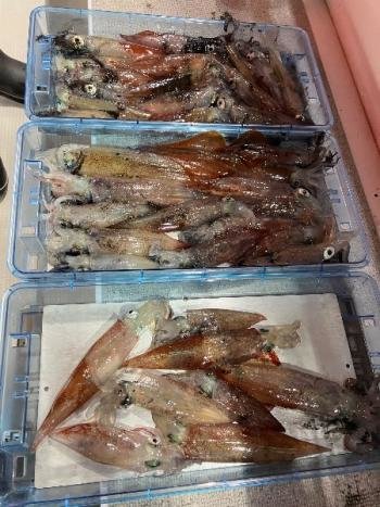 マイカ(ケンサキイカ)