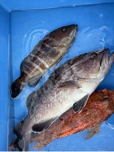 マハタ・ウッカリカサゴ