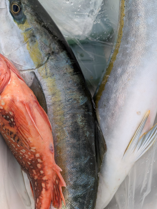 ワラサ(ブリ)・カサゴ