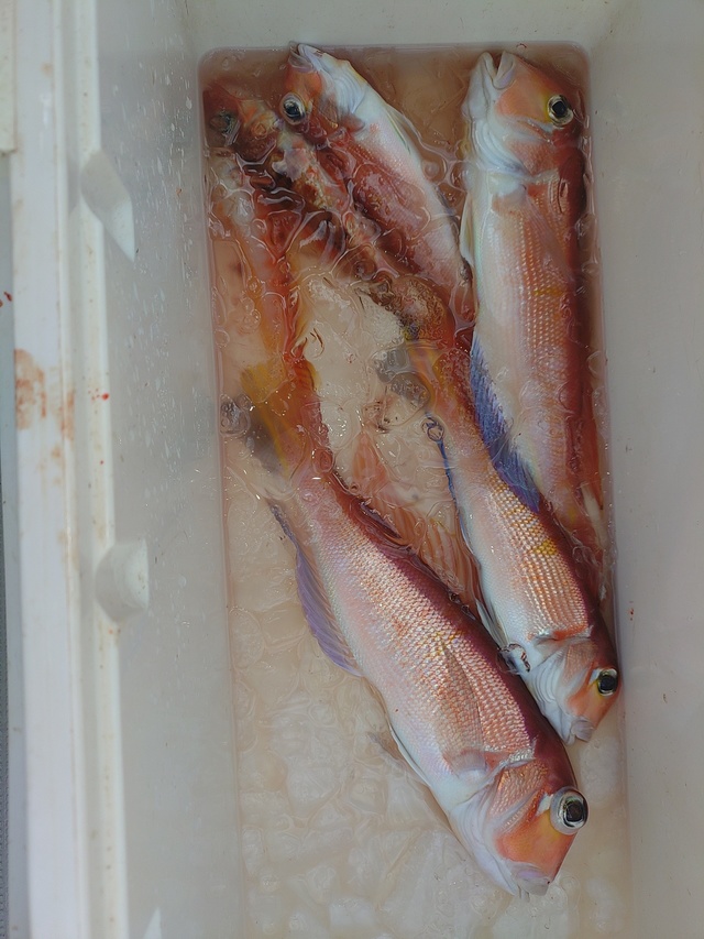 アマダイ(アカアマダイ)