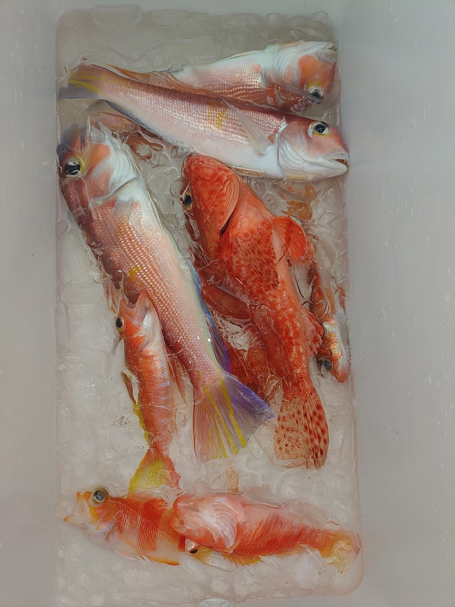 アマダイ(アカアマダイ)・オニカサゴ