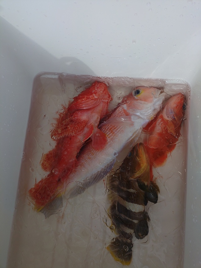 アマダイ(アカアマダイ)・オニカサゴ