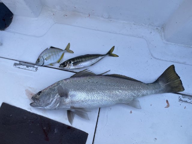 アジ(マアジ)・カイワリ・オオニベ