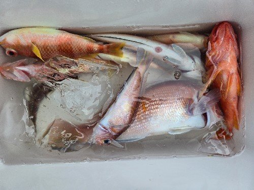 アマダイ(アカアマダイ)・シロアマダイ・カサゴ