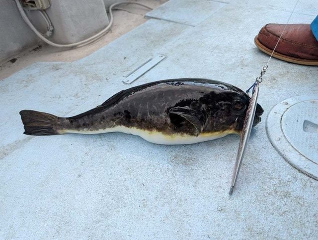 ショウサイフグ