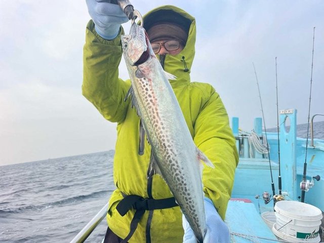 サゴシ(サワラ)