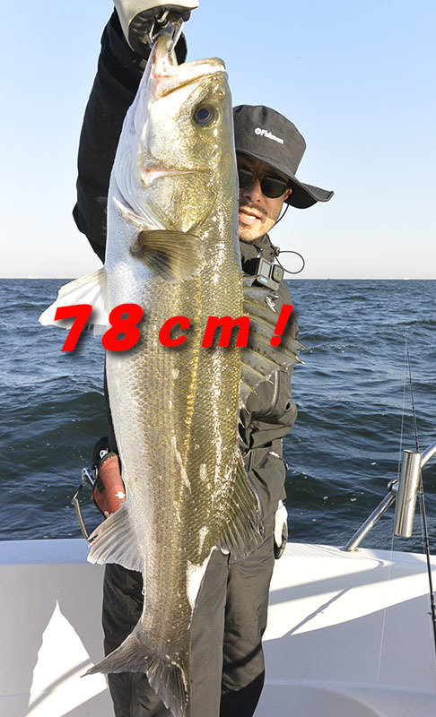 シーバス(スズキ)