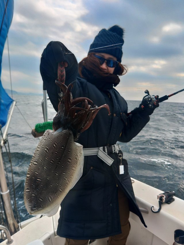 モンゴウイカ(カミナリイカ)