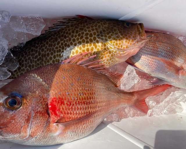 マダイ・オオモンハタ