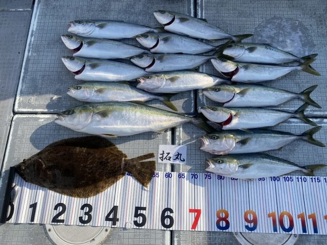 ハマチ(ブリ)・メジロ(ブリ)・ヒラメ