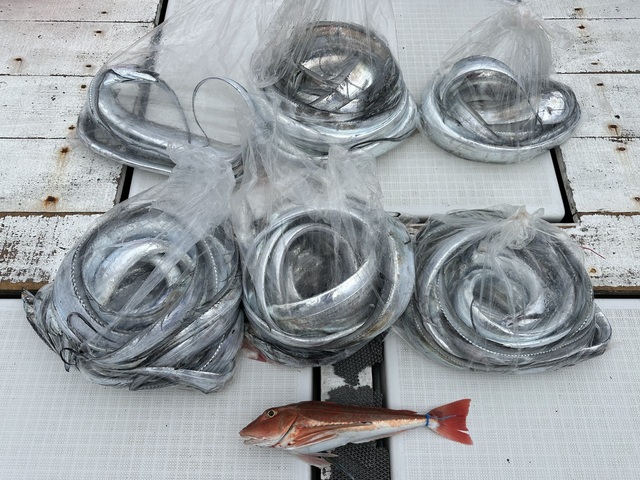 タチウオ・ホウボウ