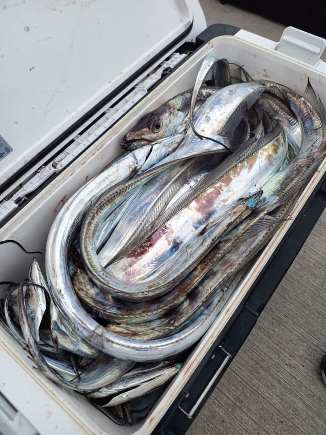 タチ(タチウオ)