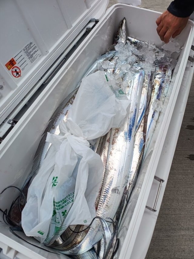 タチ(タチウオ)