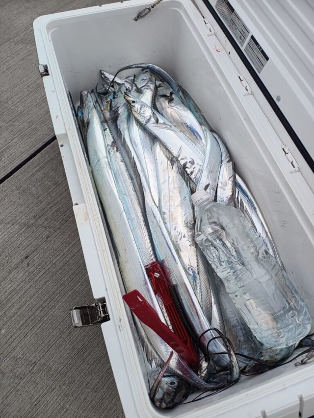 タチ(タチウオ)