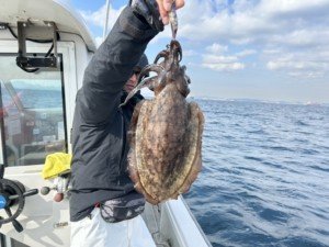 モンゴウイカ(カミナリイカ)