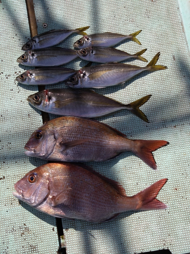 タイ(マダイ)・アジ(マアジ)