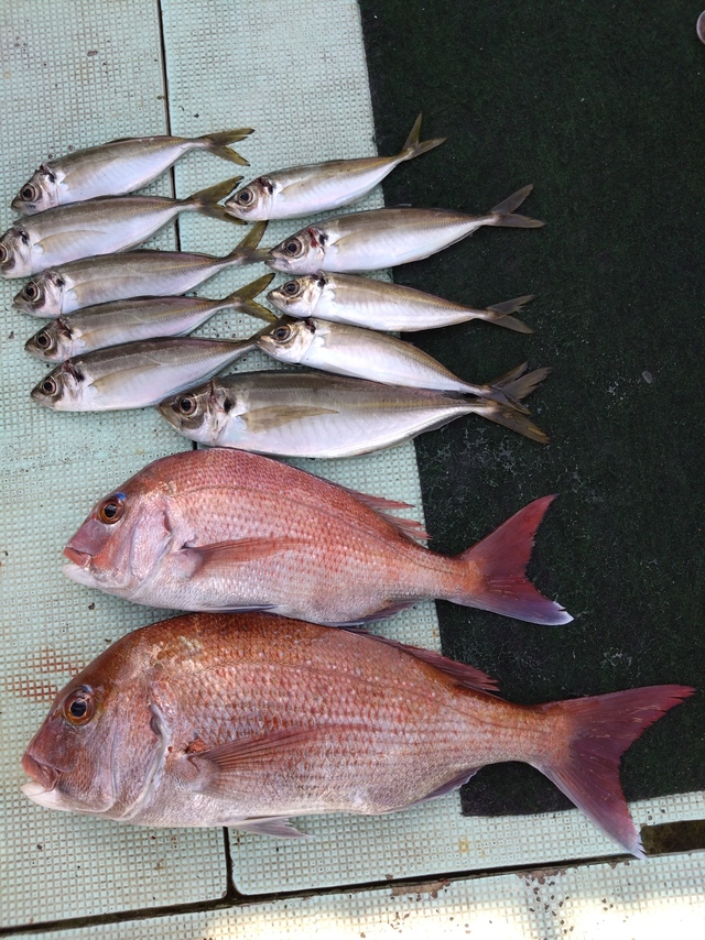 タイ(マダイ)・アジ(マアジ)