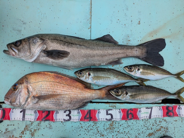 タイ(マダイ)・スズキ・アジ(マアジ)