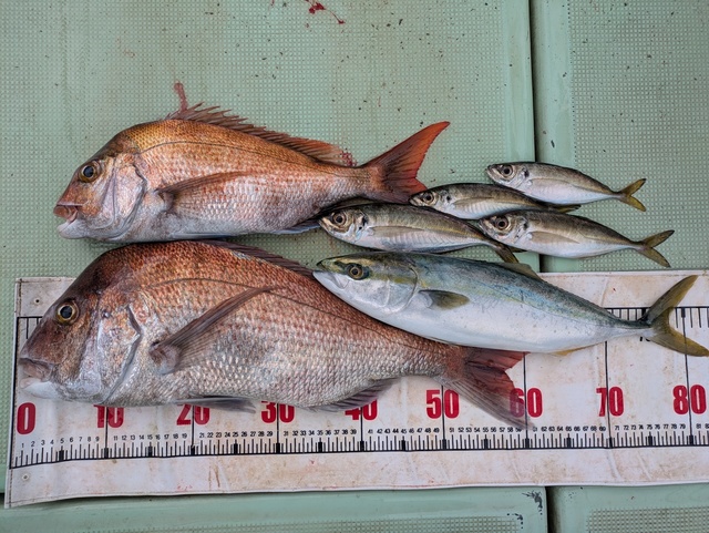 タイ(マダイ)・ハマチ(ブリ)