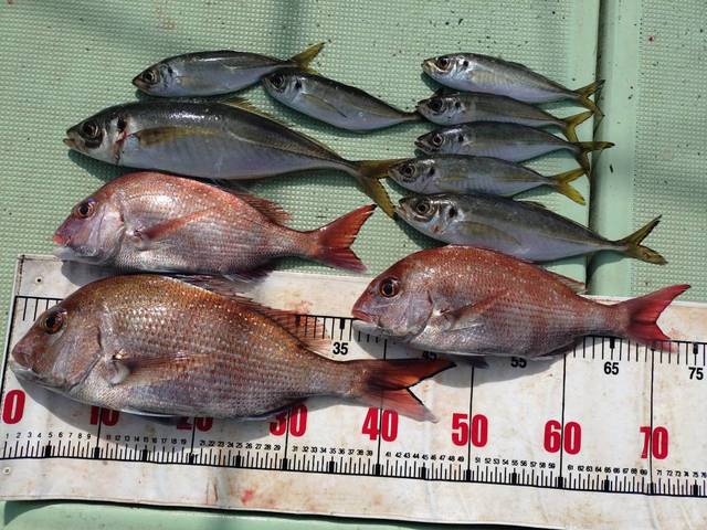 タイ(マダイ)・アジ(マアジ)