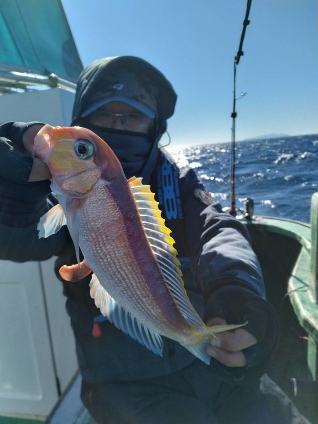 アマダイ(アカアマダイ)