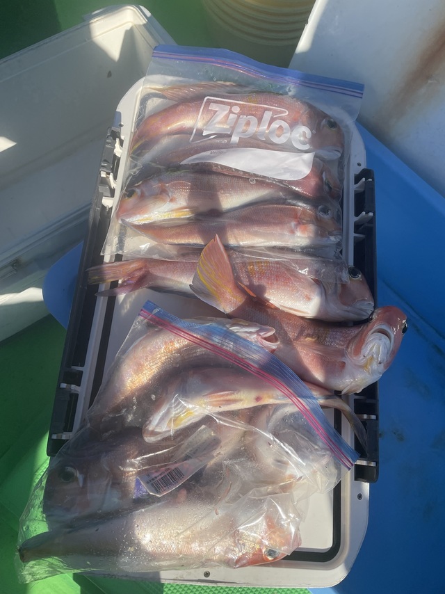 アマダイ(アカアマダイ)