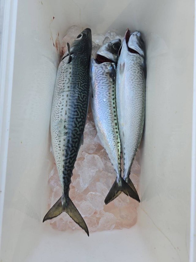 サバ(ゴマサバ)