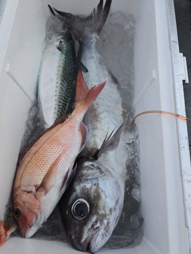 マダイ・メダイ・サバ(ゴマサバ)