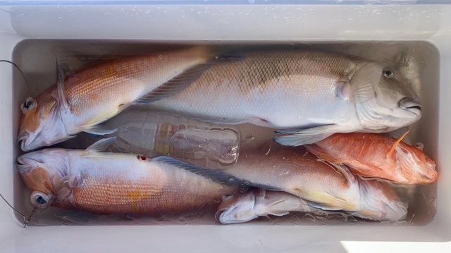 アマダイ(アカアマダイ)