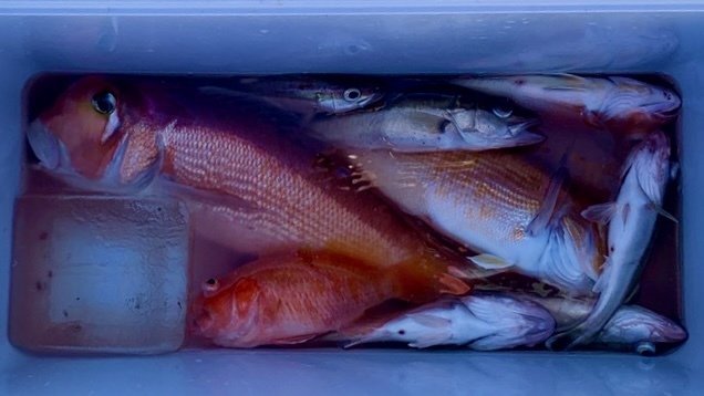 アマダイ(アカアマダイ)