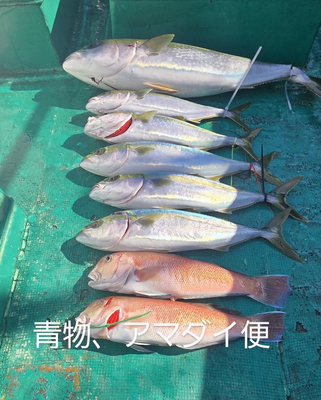 ブリ・シロアマダイ