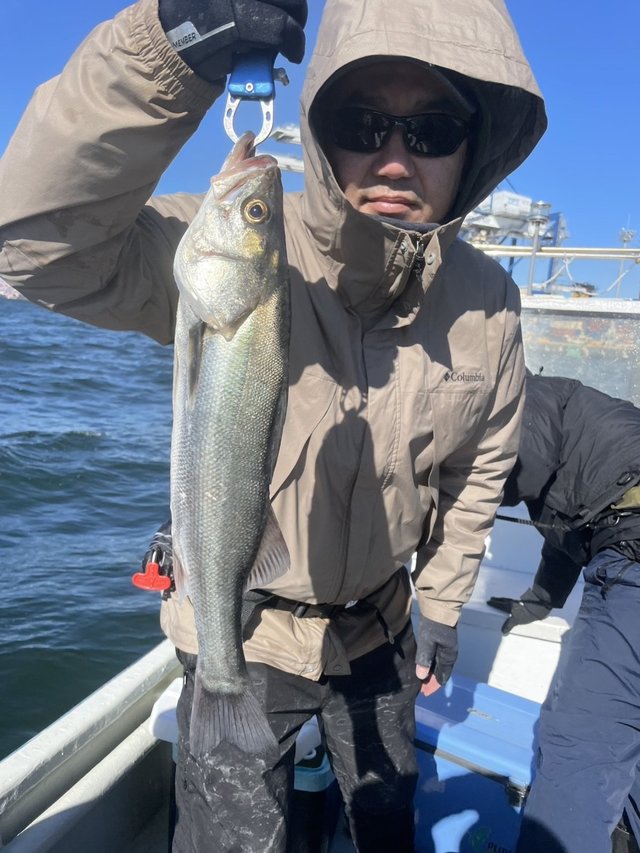 シーバス(スズキ)