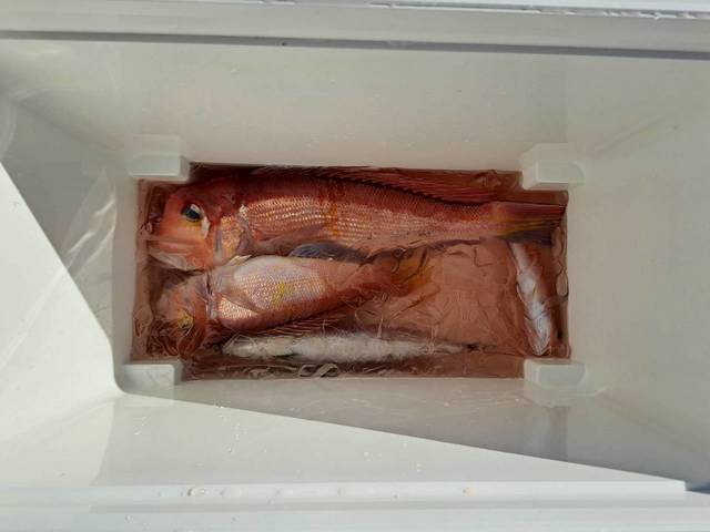 アマダイ(アカアマダイ)