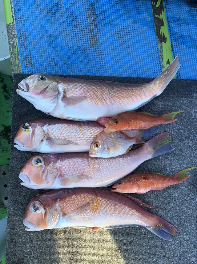 アマダイ(アカアマダイ)