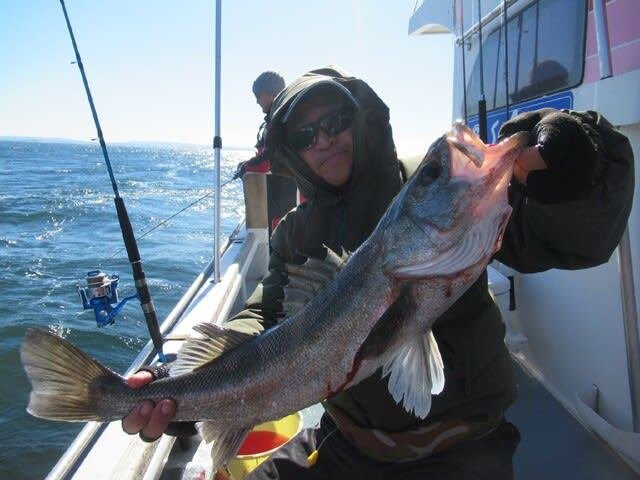 シーバス(スズキ)