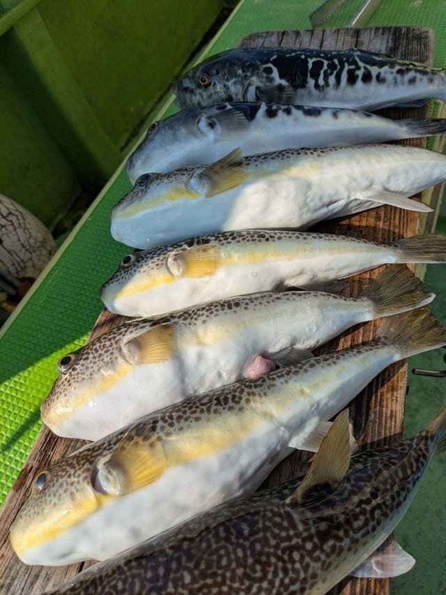 トラフグ・ショウサイフグ