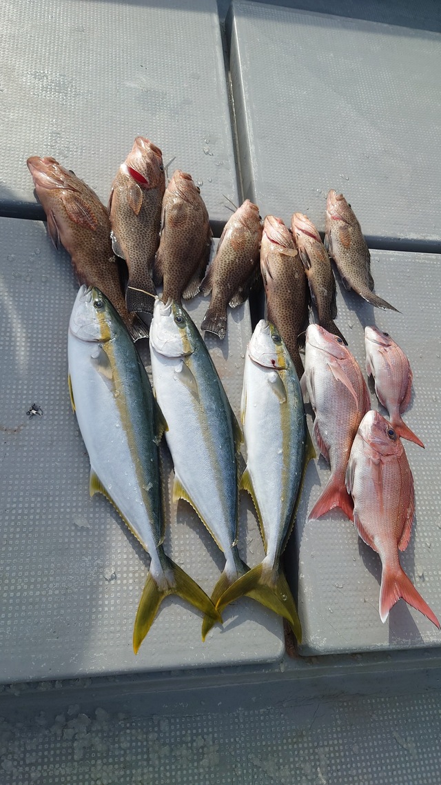 マダイ・オオモンハタ・ヒラマサ