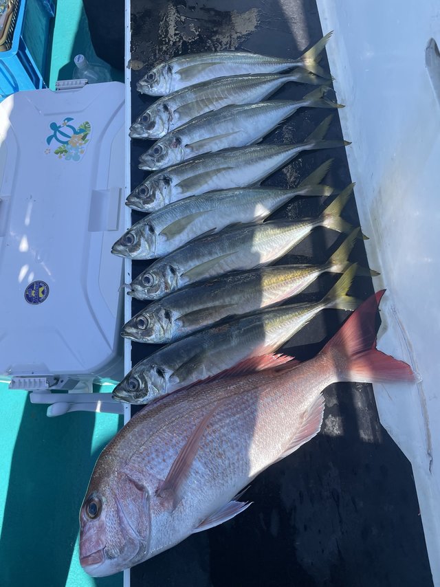 マダイ・マアジ