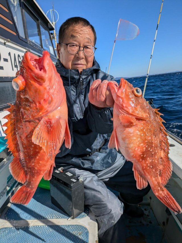 カンコ(ウッカリカサゴ)