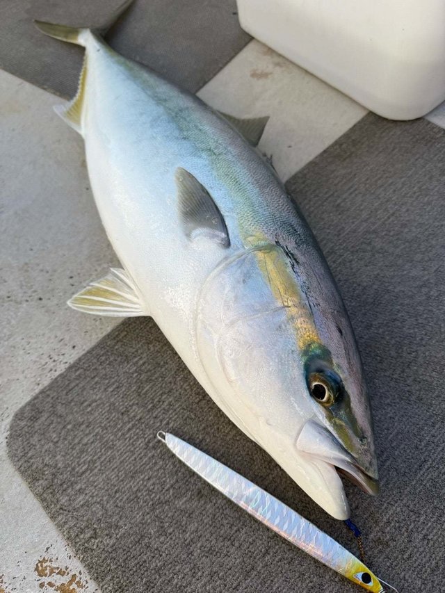 サンパク(ブリ)