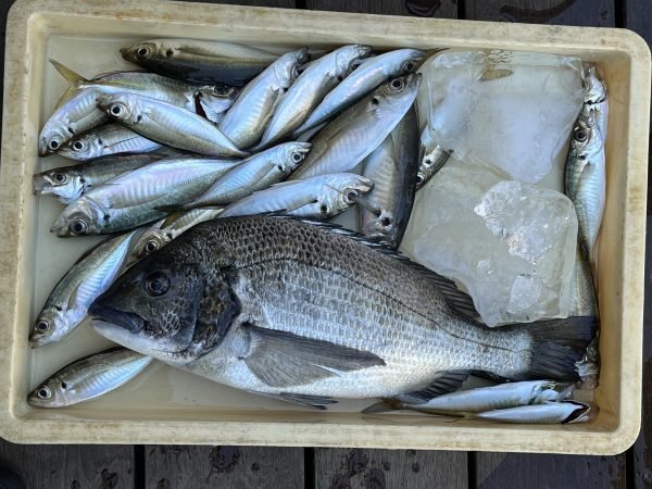 クロダイ・アジ(マアジ)